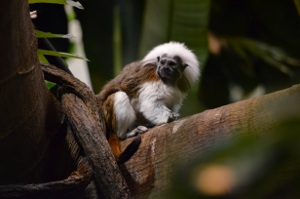 Monkey